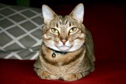 Lost Male Cat last seen Near SE/ between Lindsey and HWY9, Norman, OK 73019