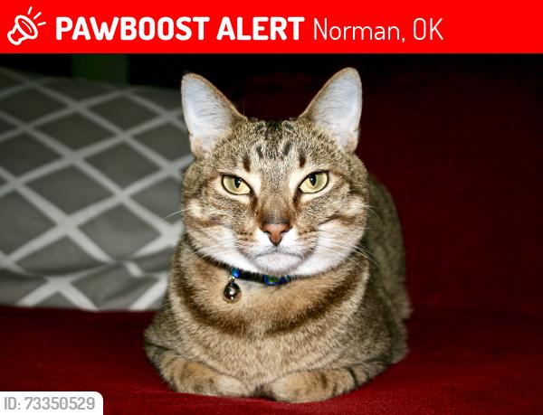Lost Male Cat last seen Near SE/ between Lindsey and HWY9, Norman, OK 73019