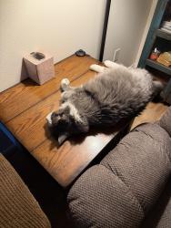 Reunited Male Cat last seen Marna Lyn Ave. NW; Piedras Marcadas neighborhood, Albuquerque, NM 87114