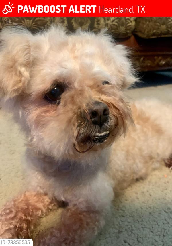 Lost Male Dog last seen Shawnee trail, Heartland, TX 75126