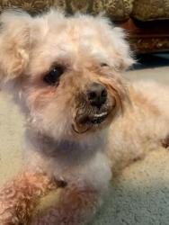 Lost Male Dog last seen Shawnee trail, Heartland, TX 75126