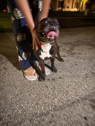 Reunited Female Dog last seen Boca Chase, Boca Raton, FL 33498