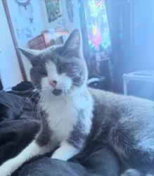 Lost Female Cat last seen Bob Mcannon Parkway and Vista Marivilosa, Albuquerque, NM 87120