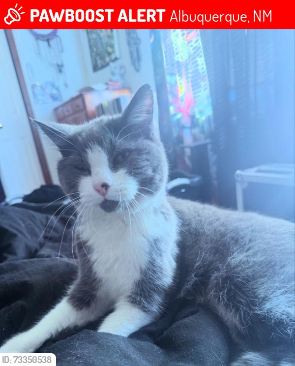 Lost Female Cat last seen Bob Mcannon Parkway and Vista Marivilosa, Albuquerque, NM 87120