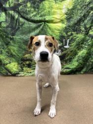 Shelter Stray Male Dog last seen Near Glenwood Avenue, 29625, Anderson City, SC, 1320 US-29, Anderson, SC 29626, USA