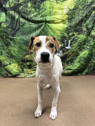 Shelter Stray Male Dog last seen Near Glenwood Avenue, 29625, Anderson City, SC, 1320 US-29, Anderson, SC 29626, USA