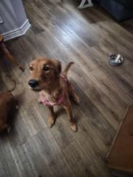 Found/Stray Female Dog last seen North County Road, Pleasant Grove, UT 84062