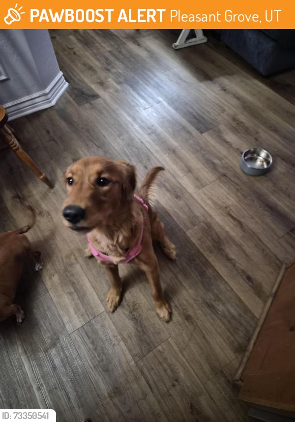 Found/Stray Female Dog last seen North County Road, Pleasant Grove, UT 84062