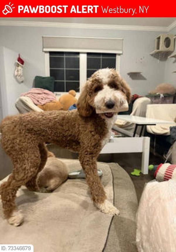 Lost Female Dog last seen Brush hollow Rd, Cedar Rd, Westbury, NY 11590