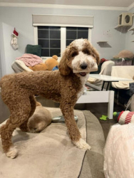 Lost Female Dog last seen Brush hollow Rd, Cedar Rd, Westbury, NY 11590