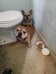 Found/Stray Unknown Dog last seen Lake Worth Rd/front of PBC College, Lake Worth Beach, FL 33461