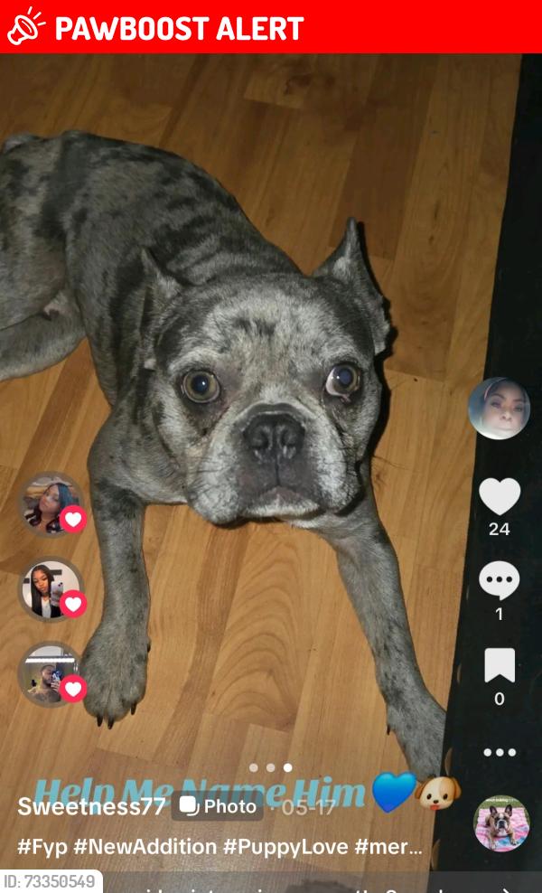 Lost Male Dog last seen Conti and Bennett Rd, Tangipahoa Parish, LA 70422