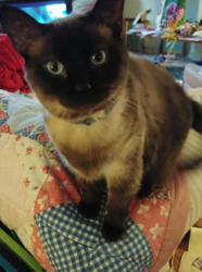 Lost Female Cat last seen Stewart Road between Montgomery and Marathon Station, across from Ken Arbre, Cincinnati, OH 45236
