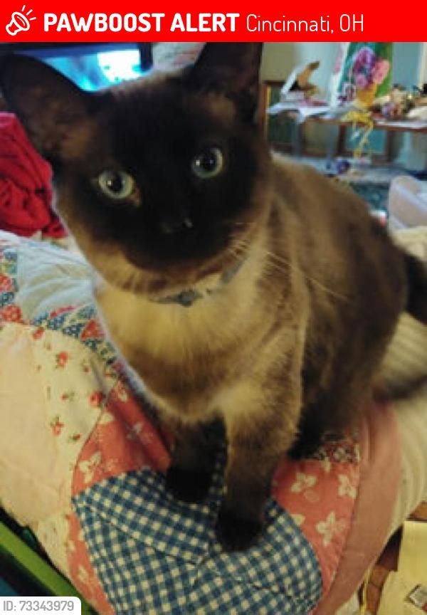 Lost Female Cat last seen Stewart Road between Montgomery and Marathon Station, across from Ken Arbre, Cincinnati, OH 45236
