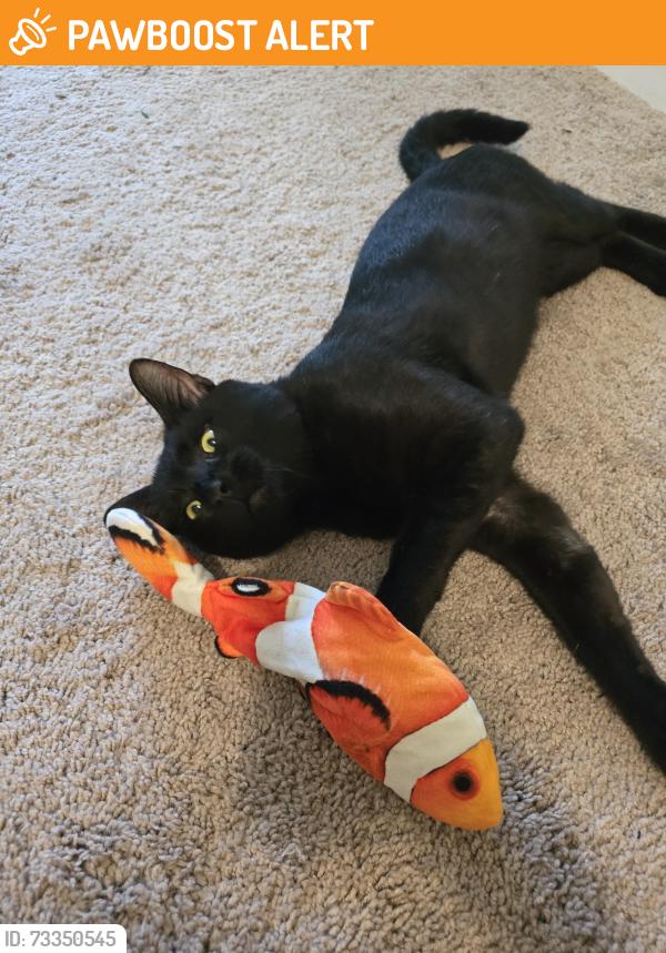 Found/Stray Male Cat last seen Linsmore ave, Columbia County, GA 30813