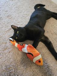 Found/Stray Male Cat last seen Linsmore ave, Columbia County, GA 30813