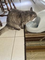 Reunited Male Cat last seen School Rd/William Way Hudson ests, Bibb County, GA 31216