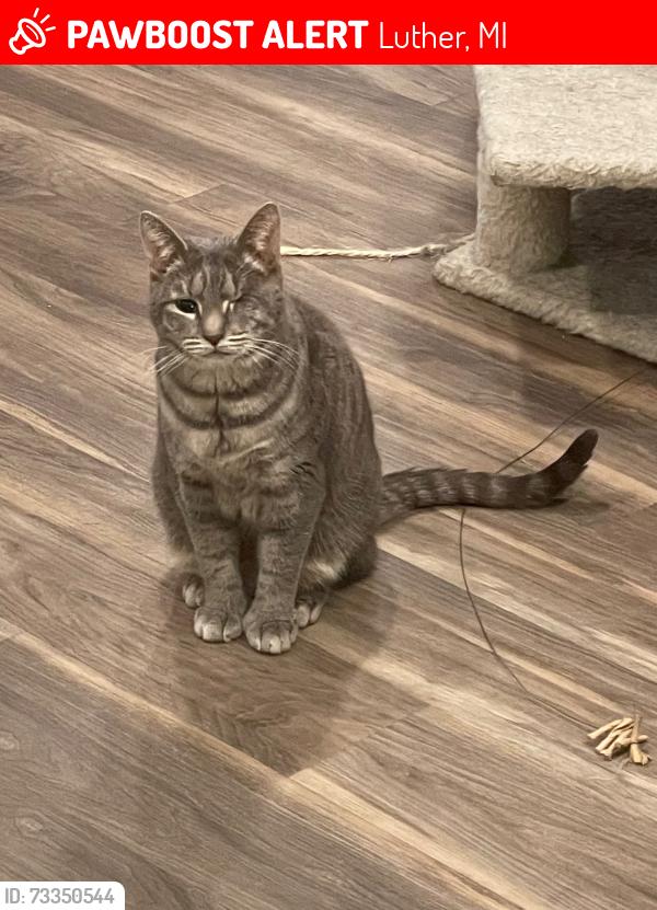 Lost Female Cat last seen Near River Road, Remus, MI 49340, Remus, MI 49340