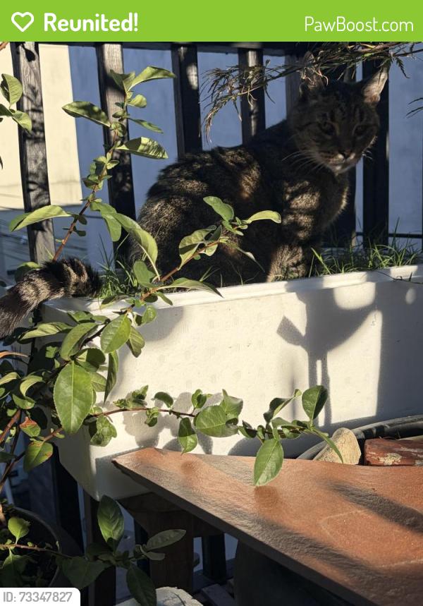 Reunited Male Cat last seen Tasker St and Clarion St, Philadelphia, PA 19148
