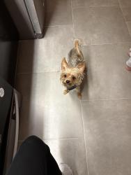 Reunited Male Dog last seen 20th street, Sanford, FL 32771