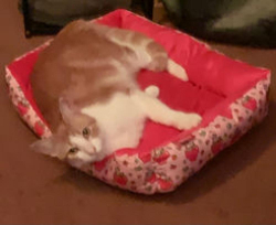 Lost Female Cat last seen Villa Royale, Camino Royale, Valley High, Franklin Blvd., Sacramento, CA 95823