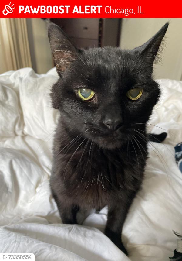 Lost Unknown Cat last seen Hutchinson/ Cullom, Buena, Broadway and Montrose in Chicagone, Chicago, IL 60613