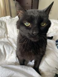 Lost Unknown Cat last seen Hutchinson/ Cullom, Buena, Broadway and Montrose in Chicagone, Chicago, IL 60613