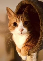 Lost Female Cat last seen Monument and Chantilly, Henrico County, VA 23230