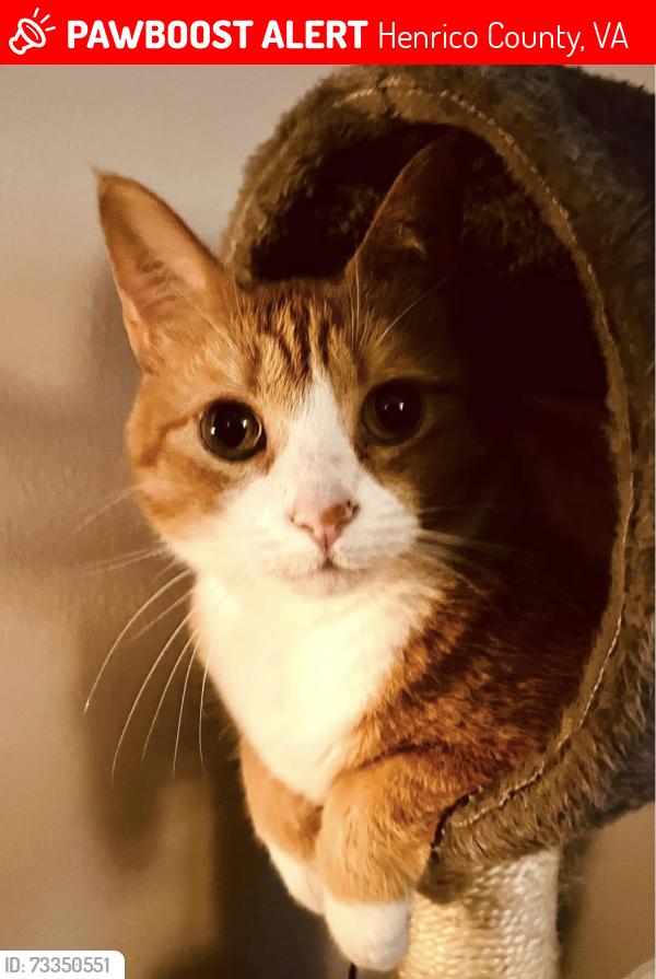 Lost Female Cat last seen Monument and Chantilly, Henrico County, VA 23230
