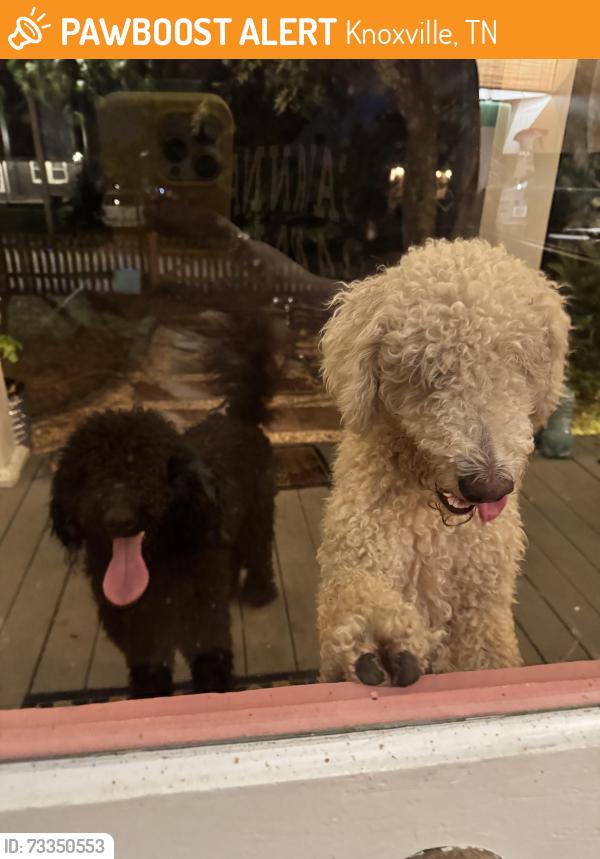 Found/Stray Unknown Dog last seen East Fifth Ave and N Castle St, Knoxville, TN 37914
