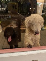 Found/Stray Unknown Dog last seen East Fifth Ave and N Castle St, Knoxville, TN 37914