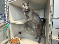 Shelter Stray Male Cat last seen Apt 212,1223 White Plains Road, BRONX, NY, 10472, 326 E 110th St, New York, NY 10029, USA