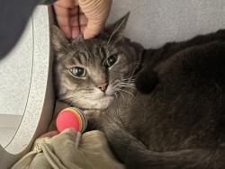 Shelter Stray Male Cat last seen Near Broadway, NEW YORK, NY, 10034, 326 E 110th St, New York, NY 10029, USA