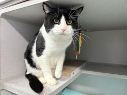 Shelter Stray Male Cat last seen Apt 2G,1717 Bryant Avenue, BRONX, NY, 10460, 326 E 110th St, New York, NY 10029, USA