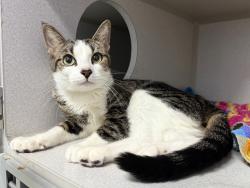 Shelter Stray Female Cat last seen Apt 4A,3044 Albany Crescent, BRONX, NY, 10463, 326 E 110th St, New York, NY 10029, USA