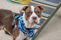 Shelter Stray Male Dog last seen Richmond Terrace, STATEN ISLAND, NY, 10303, 3139 Veterans Rd W, Staten Island, NY 10309, USA