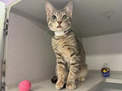 Shelter Stray Male Cat last seen Hunts Point, BRONX, NY, 10474, 326 E 110th St, New York, NY 10029, USA