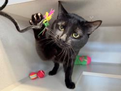 Shelter Stray Male Cat last seen Near E 102 Street, NEW YORK, NY, 10029, 326 E 110th St, New York, NY 10029, USA