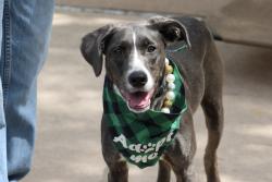 Shelter Stray Female Dog last seen Near Castleton Avenue, STATEN ISLAND, NY, 10310, 3139 Veterans Rd W, Staten Island, NY 10309, USA
