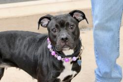 Shelter Stray Female Dog last seen Near Richmond Terrace, STATEN ISLAND, NY, 10301, 3139 Veterans Rd W, Staten Island, NY 10309, USA