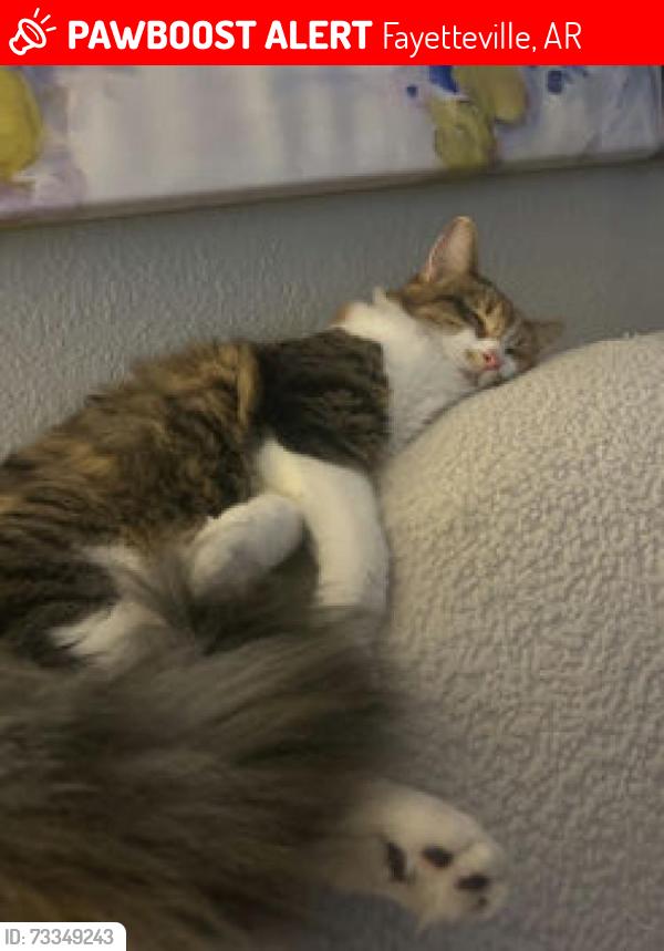 Lost Female Cat last seen Hwy 16 and Lake Sequoyah Road, Fayetteville, AR 72701