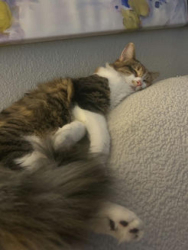 Lost Female Cat last seen Hwy 16 and Lake Sequoyah Road, Fayetteville, AR 72701