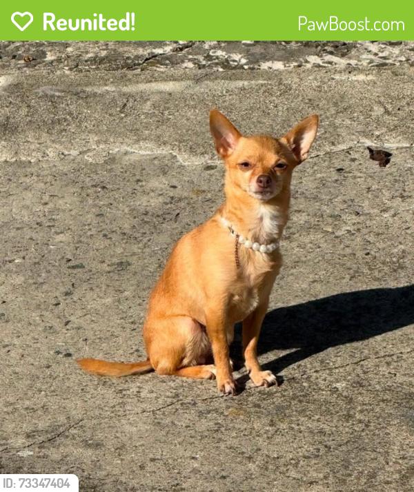 Reunited Female Dog last seen Near Preakness Ave, Paterson, NJ 07502, USA, Paterson, NJ 07502