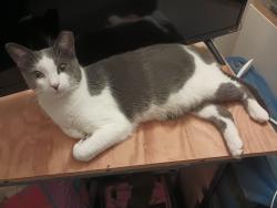 Reunited Male Cat last seen Montreal Rd and Noble Vines Dr, Clarkston, GA 30021
