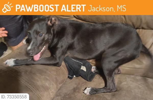 Found/Stray Male Dog last seen It's near Habitat for Humanity on Stonewall Street, Jackson, MS 39213