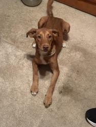 Found/Stray Male Dog last seen End of Lakeview drive., Lakeview, GA 30741