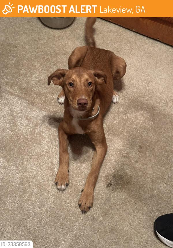 Found/Stray Male Dog last seen End of Lakeview drive., Lakeview, GA 30741