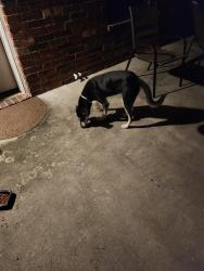 Reunited Male Dog last seen Atascocita Shores and Sunny Shores, 77346, Atascocita, TX 77346