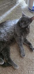 Lost Female Cat last seen Shorty's Corner, Sandy, OR 97009
