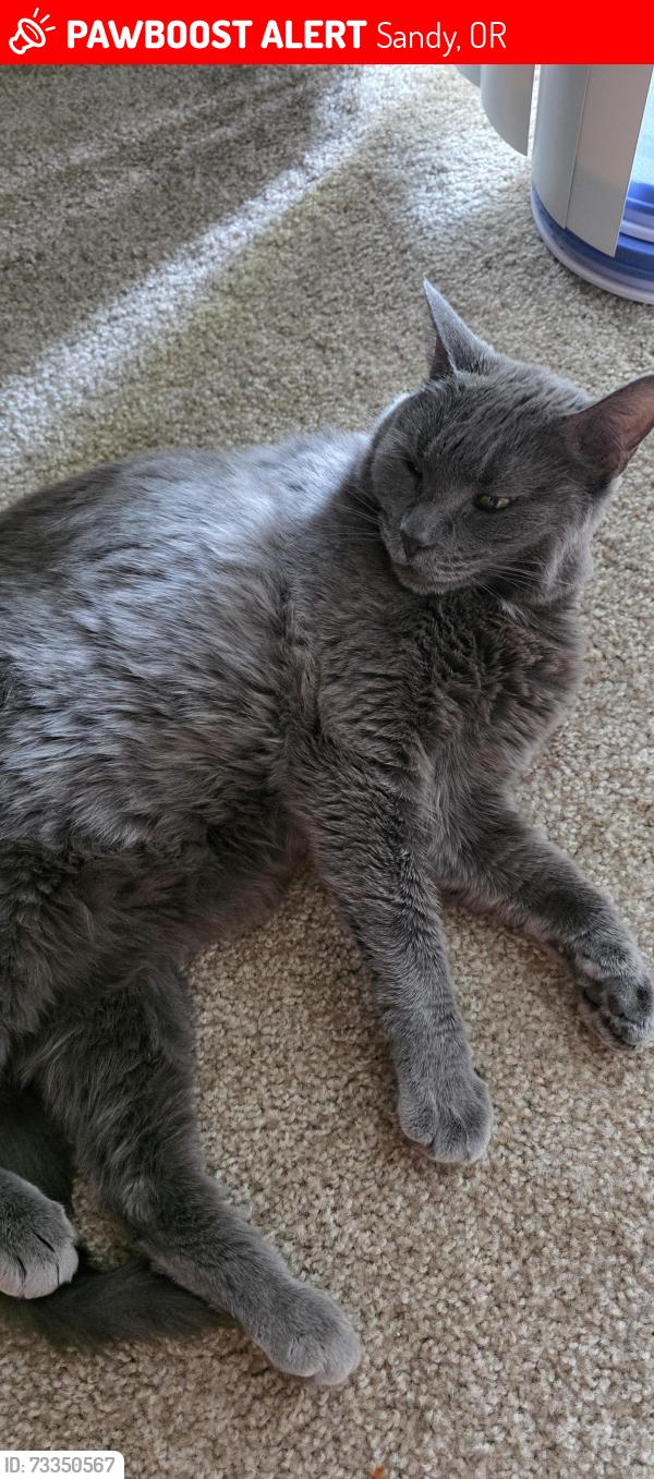 Lost Female Cat last seen Shorty's Corner, Sandy, OR 97009